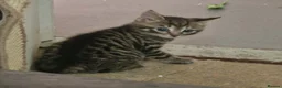 Mixed Breed cats for sale: Kittens - Advert 6
