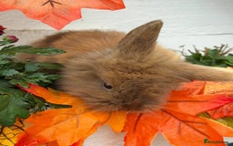 Mixed Breed rabbits for sale: Bunnies For Sale - Image 5