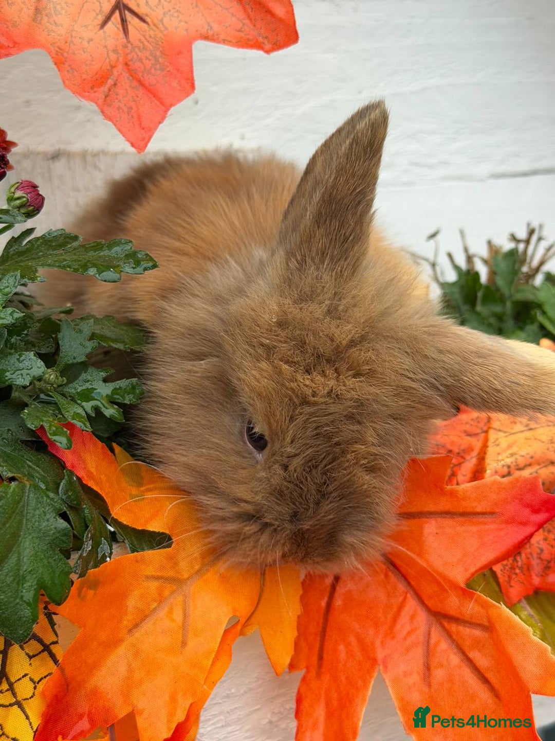 Mixed Breed rabbits for sale: Bunnies For Sale - Image 5