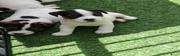 Jack Russell dogs for sale: BEAUTIFUL JACK RUSSELL PUPPIES AVAILABLE - Advert 9