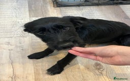 Mixed Breed dogs for sale: READY FOR HOMES - BorderCollieXLabradoodle Puppies in Oswestry - Advert 7