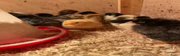 Chickens poultry for sale: HOME-FARM BRED MIXED BREED BABY CHICKS 🐣 - Advert 5