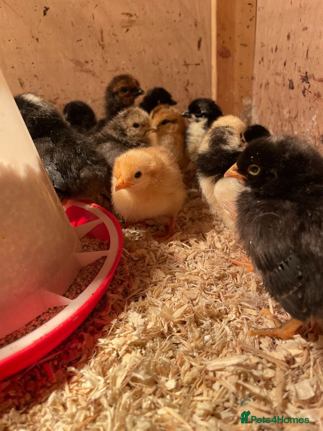 Chickens poultry for sale: HOME-FARM BRED MIXED BREED BABY CHICKS 🐣 - Advert 5