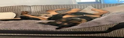 German Shepherd dogs for stud: Available for stud German shepherd cross in Liversedge - Advert 8