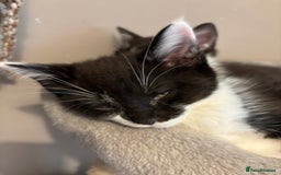 Maine Coon cats for sale: Half Maine coon - Image 5