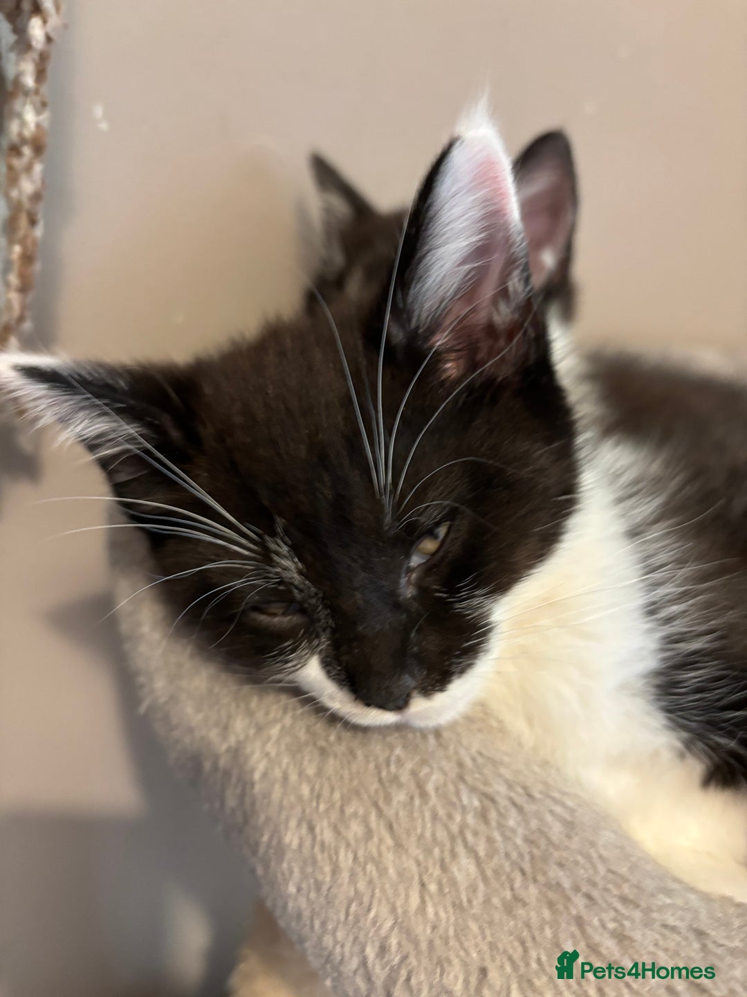 Maine Coon cats for sale: Half Maine coon - Image 5