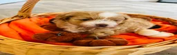 Pomapoo dogs for sale: Stunning pomapoo puppies - Advert 29