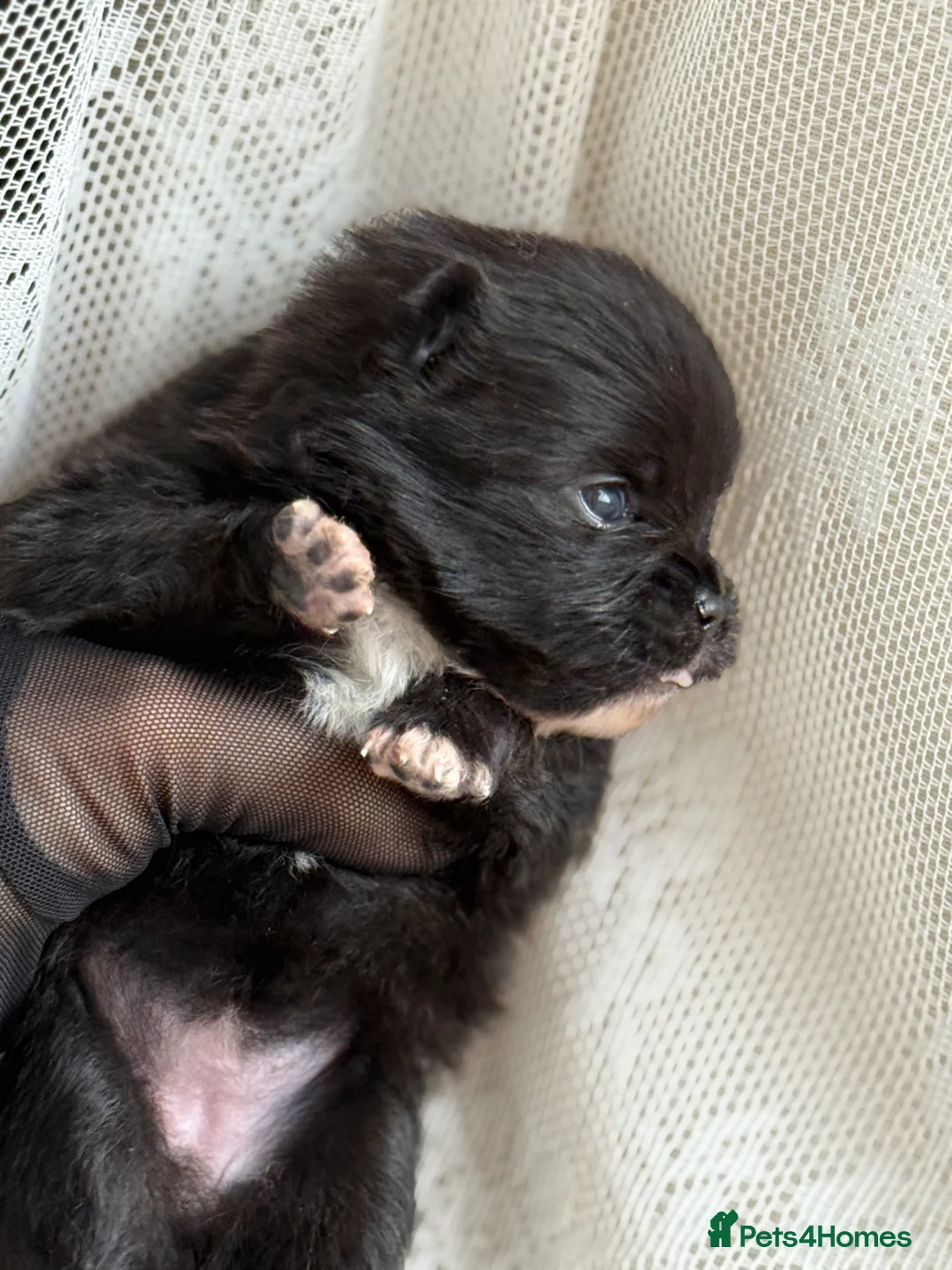 Pomeranian dogs for sale: Black and cream puppies - Advert 17