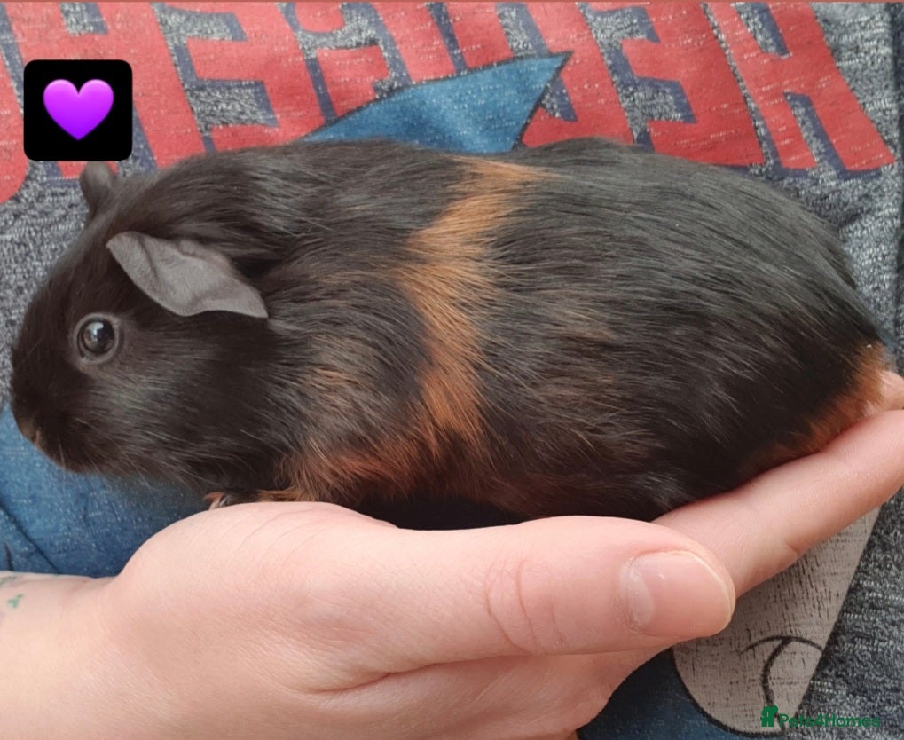 Guinea Pig rodents guinea pigs  - Advert 19