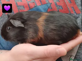 Guinea Pig rodents guinea pigs - Advert 19