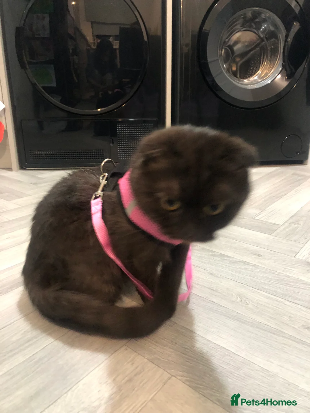 Scottish Fold cats for sale: 🐾 Rare Chocolate Beauty in Edinburgh 🏡 - Advert 5