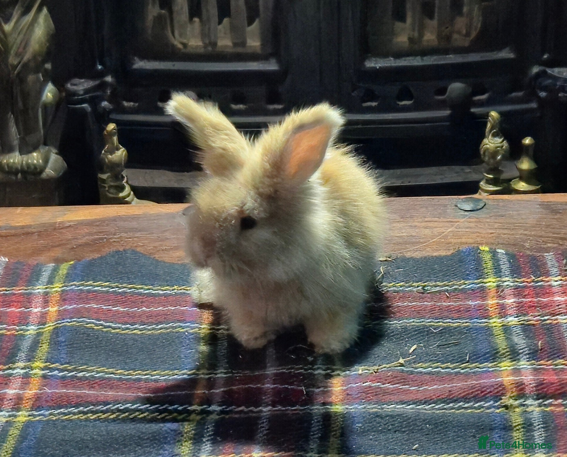 Angora rabbits Gorgeous Angora Rabbits, Pure Bred Full Faced. - Advert 1