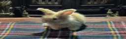 Angora rabbits for sale: Gorgeous Angora Rabbits, Pure Bred Full Faced. - Advert 1