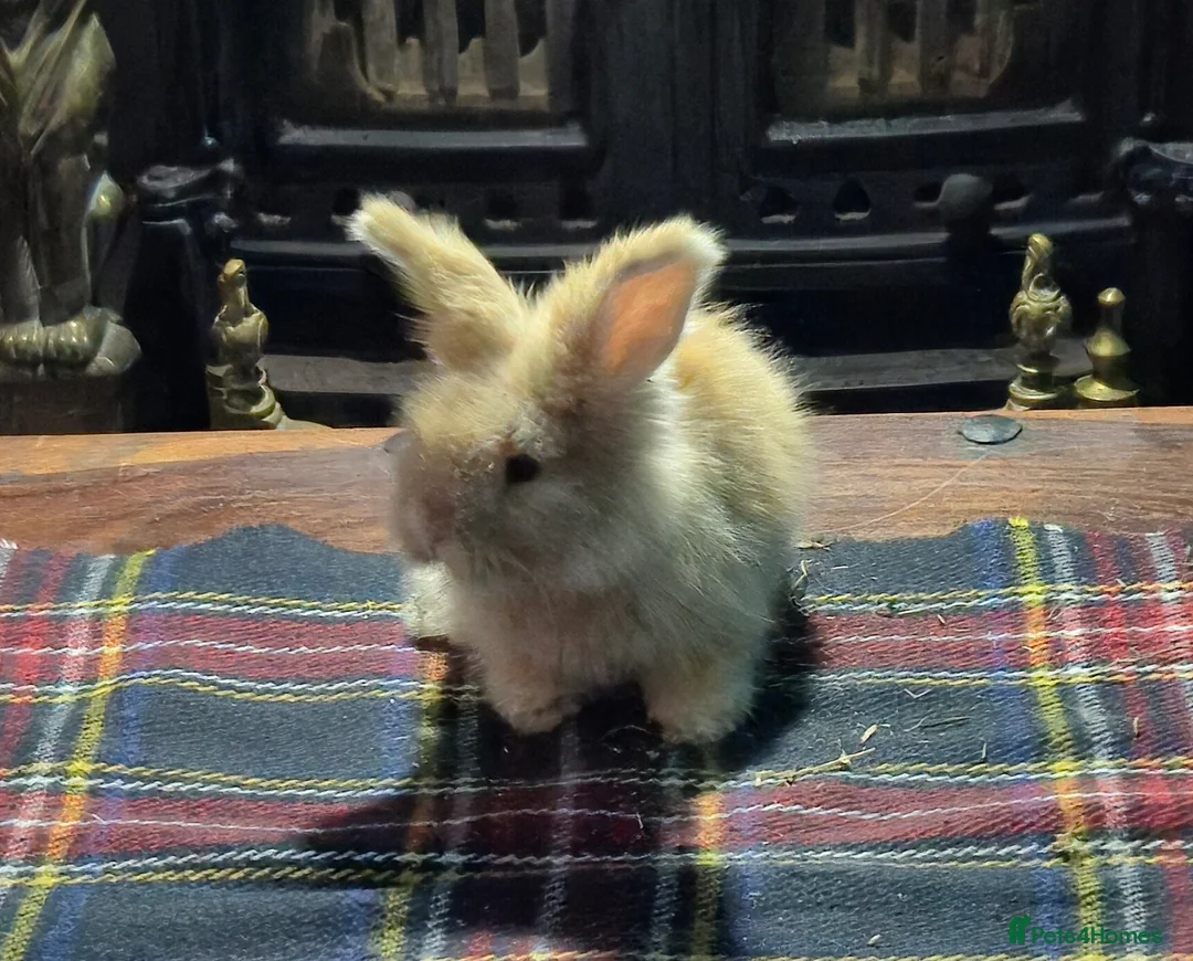 Angora rabbits for sale: Gorgeous Angora Rabbits, Pure Bred Full Faced. - Advert 1