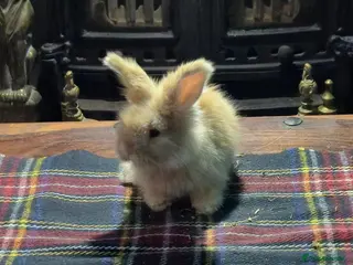 Angora rabbits Gorgeous Angora Rabbits, Pure Bred Full Faced. - Advert 1