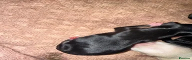 Chihuahua 6