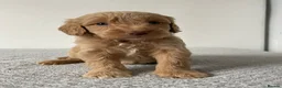 Cockapoo dogs for sale: Cockapoo Puppies  - Advert 22