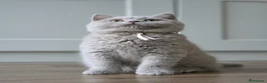 British Shorthair Queen Beauty