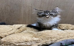 Maine Coon cats for sale: Maine coon kittens - Image 12