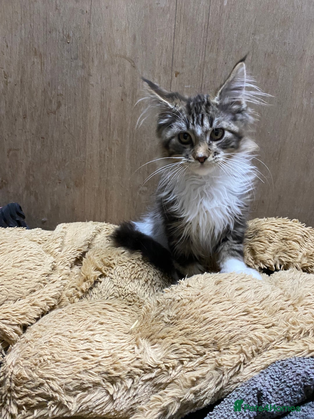 Maine Coon cats for sale: Maine coon kittens - Image 12
