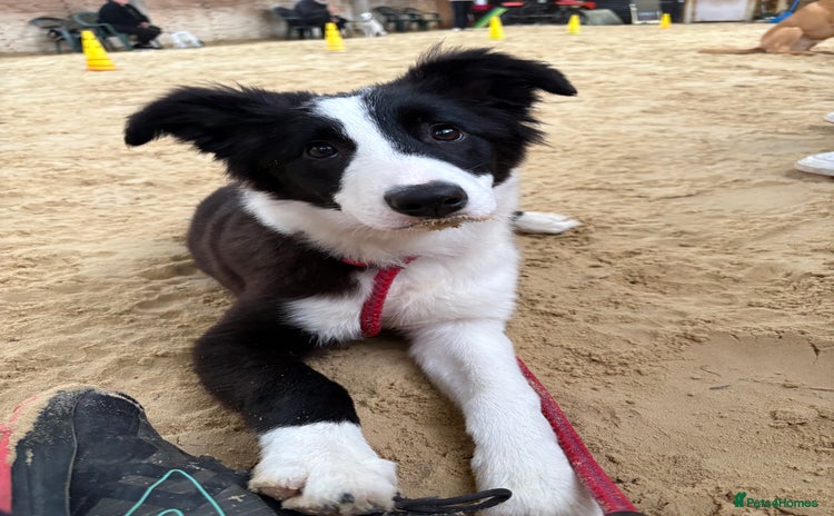 Border Collie dogs - Advert 3