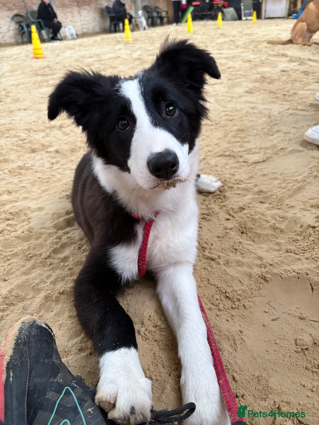 Border Collie dogs for sale: 6 month Border collie girlie for WORKING home - Image 1