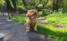 Cavapoo dogs for sale: Beautiful cavapoo looking for her forever home - Image 5