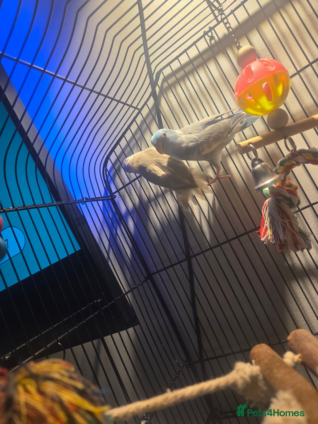 Parakeets birds for sale: Parrotlets x2 - Advert 2