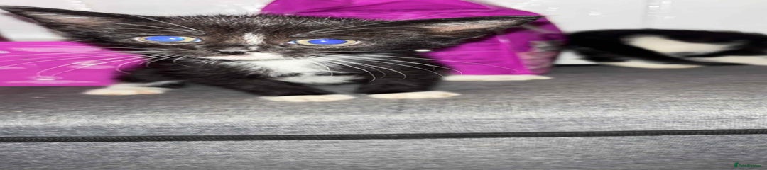 Mixed Breed Kitten 2