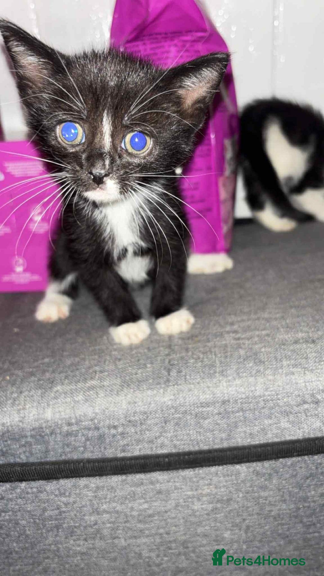 Mixed Breed cats for sale: Beautiful babies  - Image 1