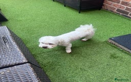 Bichon Frise dogs for sale: Gucci bichon frise - Image 11