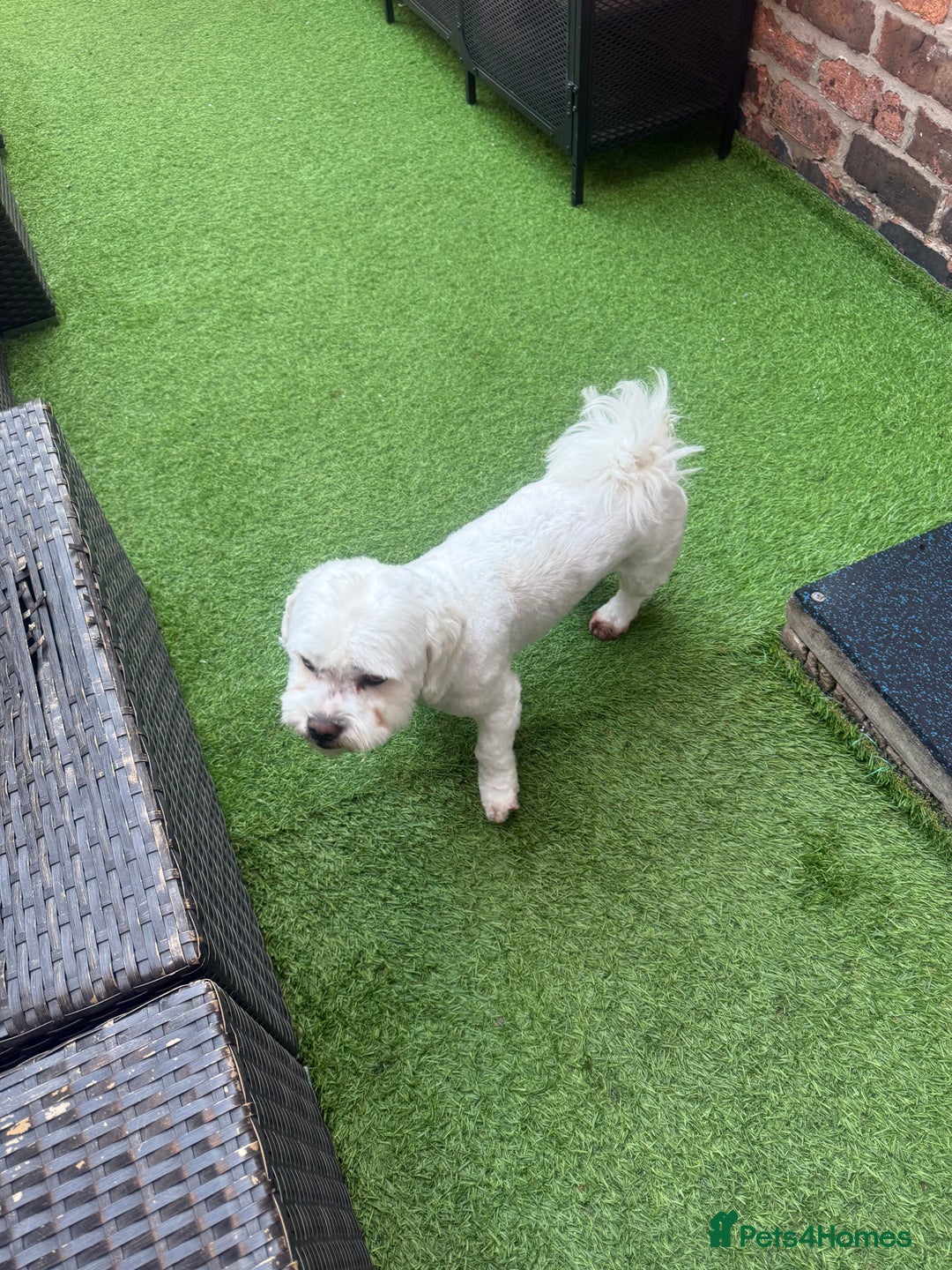 Bichon Frise dogs for sale: Gucci bichon frise - Image 11