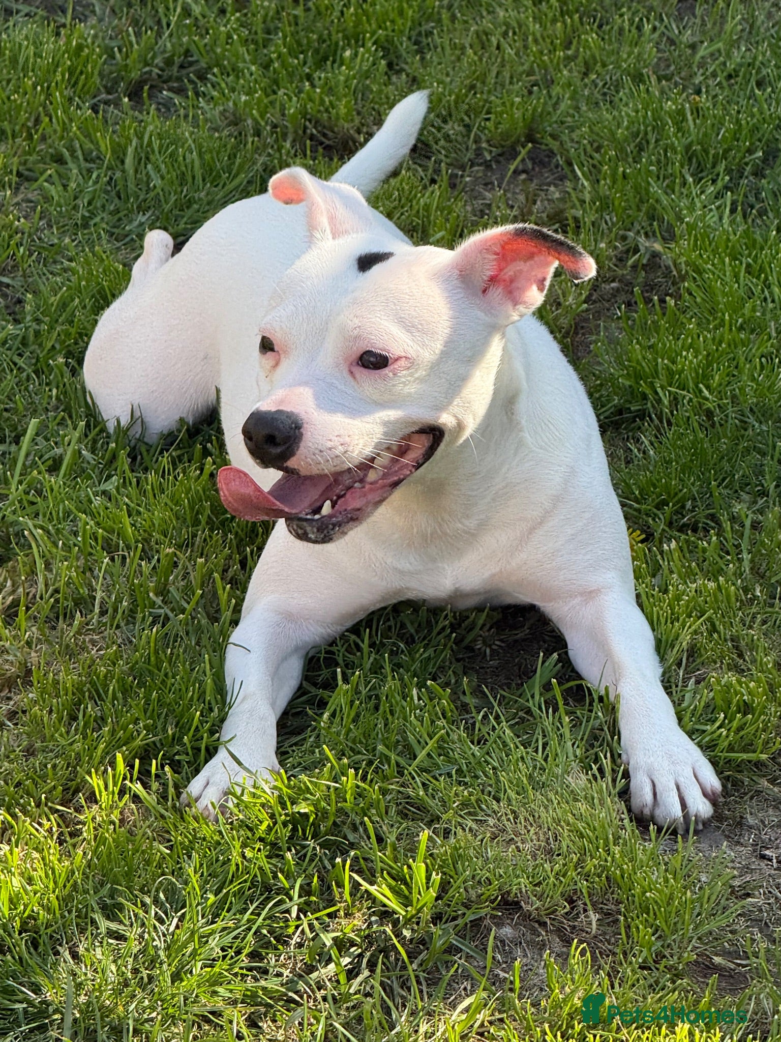 Staffordshire Bull Terrier dogs Winnie Needs A New Home - Advert 1