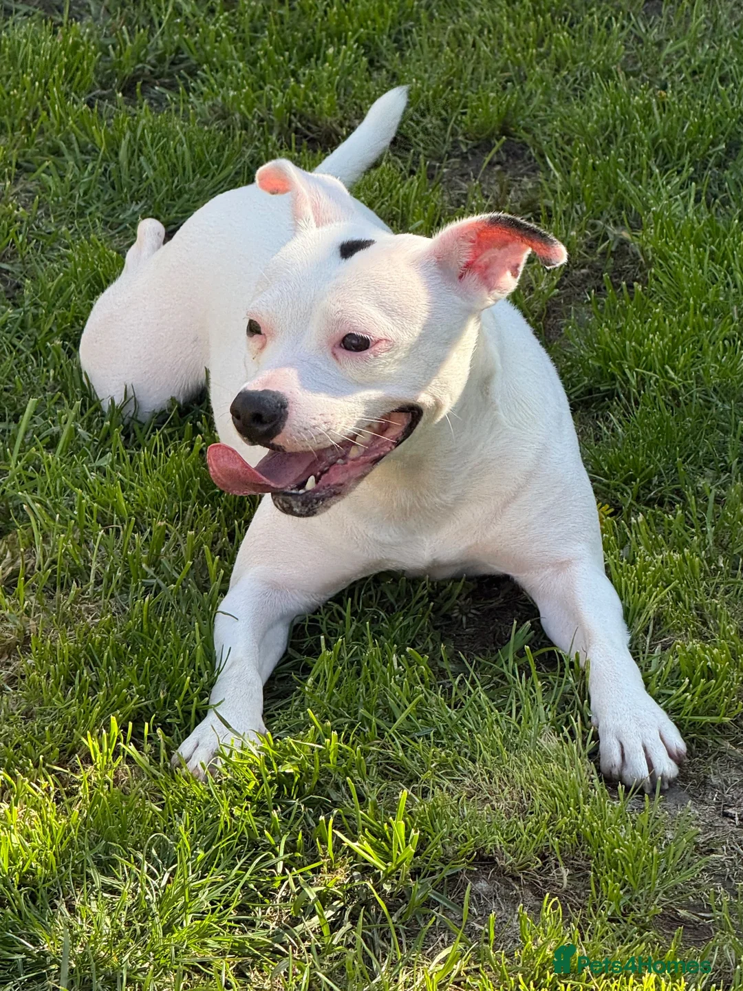 Staffordshire Bull Terrier dogs for sale: Winnie Needs A New Home - Advert 1