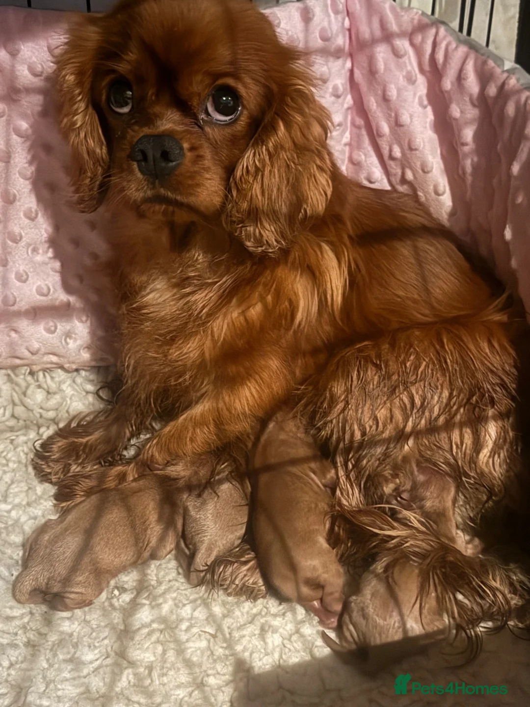 Cavalier King Charles Spaniel dogs for sale: Gorgeous litter of ruby cavaliers ready now  - Advert 2
