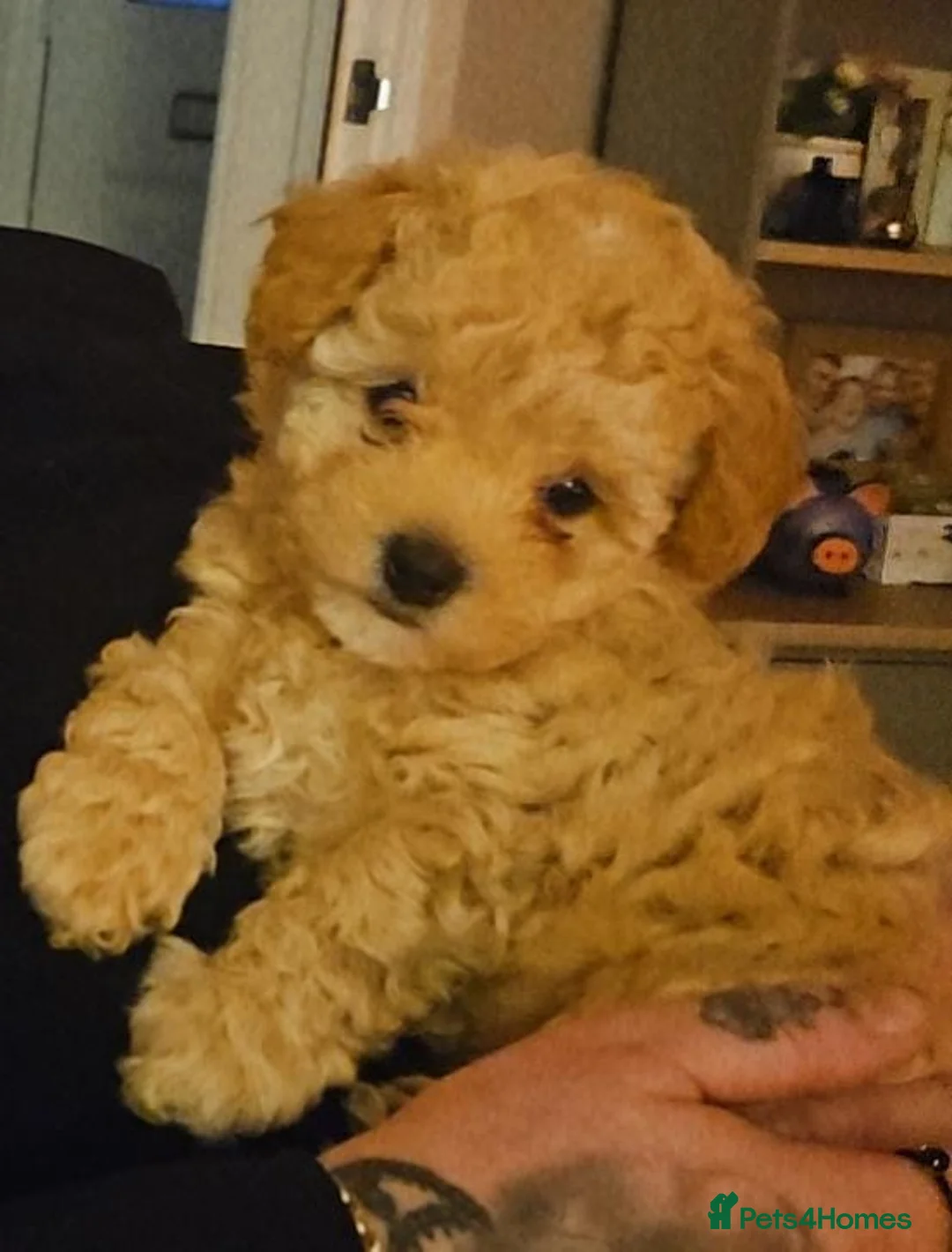 Maltipoo dogs for sale: Maltipoo  - Advert 1