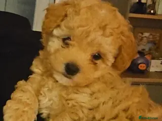 Maltipoo dogs Maltipoo - Advert 5