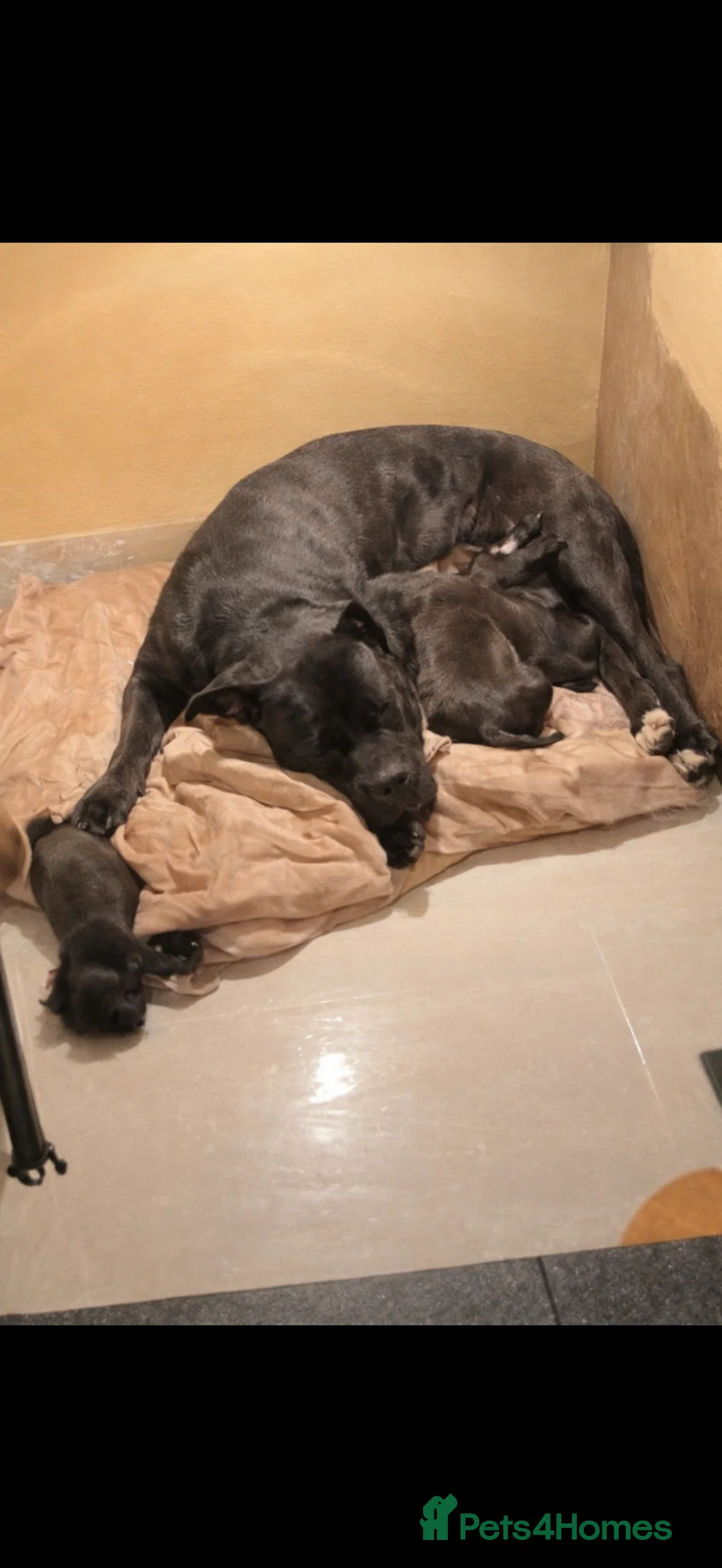 Mixed Breed dogs for sale: Boy and girl ready to go😍 - Advert 7