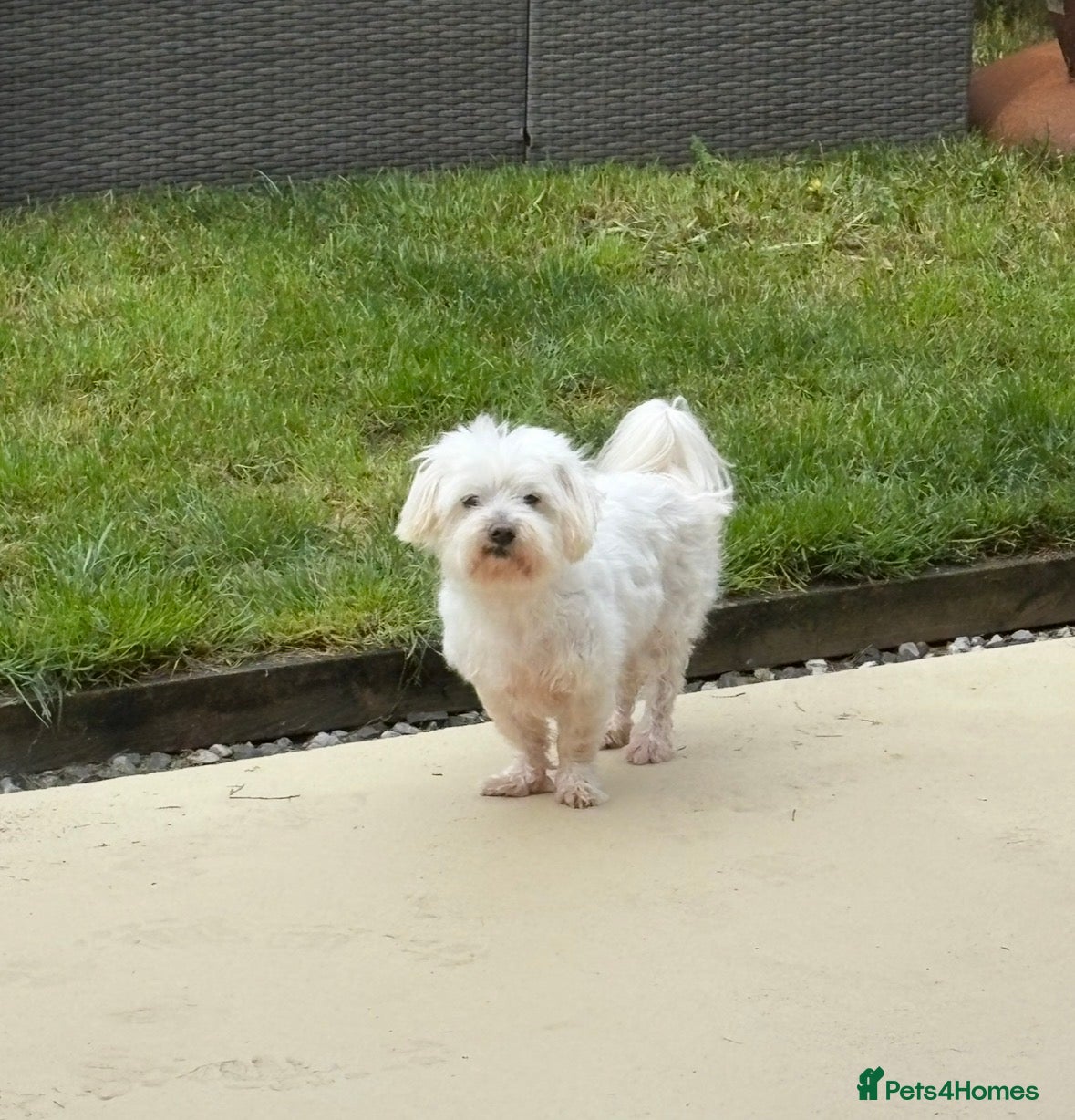 Maltese dogs Maltese boy looking for a good home - Advert 1