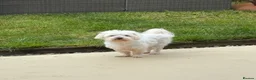 Maltese dogs for sale: Maltese boy looking for a good home - Advert 1