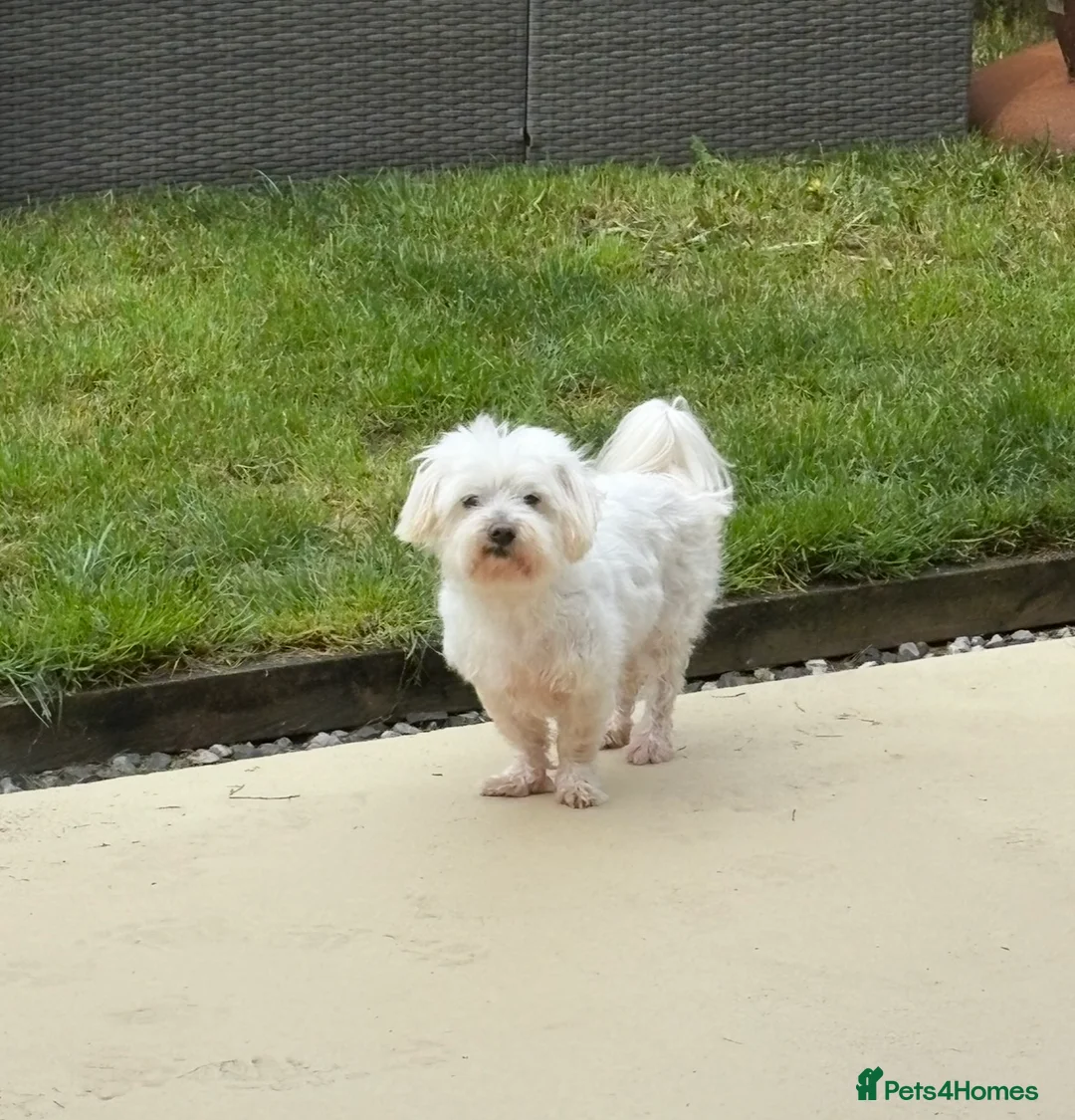 Maltese dogs for sale: Maltese boy looking for a good home - Advert 1
