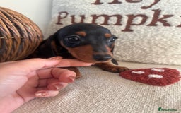 Miniature Dachshund dogs for sale: Miniature smooth dachshund puppies ready now - Image 16