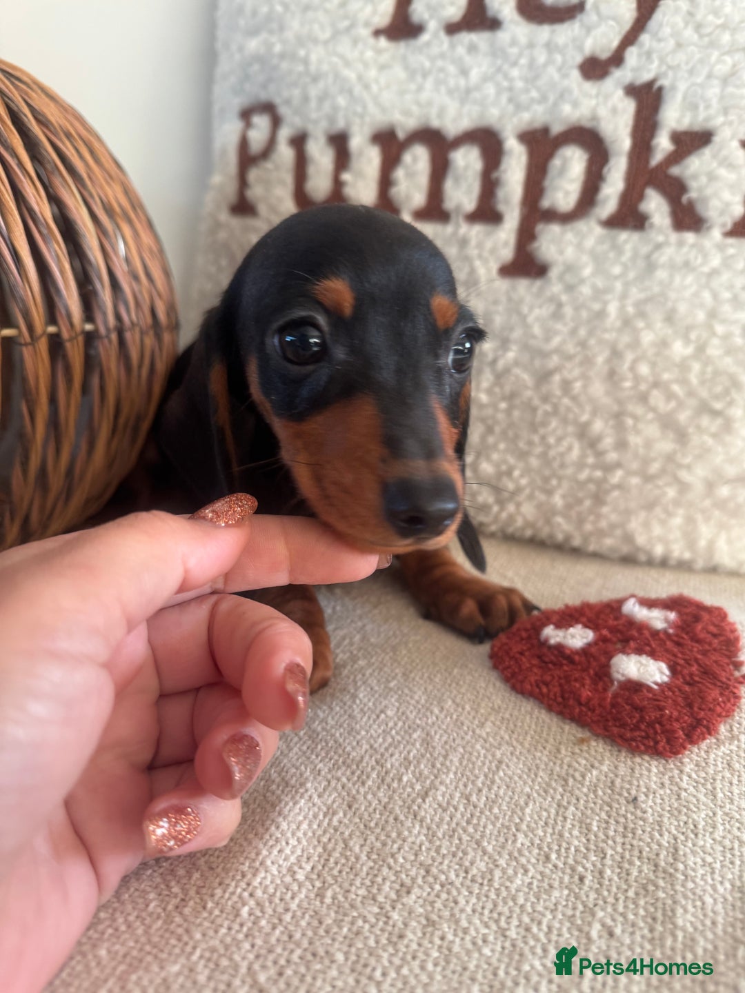 Miniature Dachshund dogs for sale: Miniature smooth dachshund puppies ready now - Image 16
