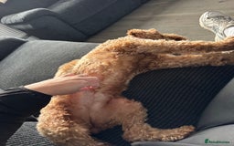 Cockapoo dogs for sale: Cockapoo bitch red 3 years old  - Image 14