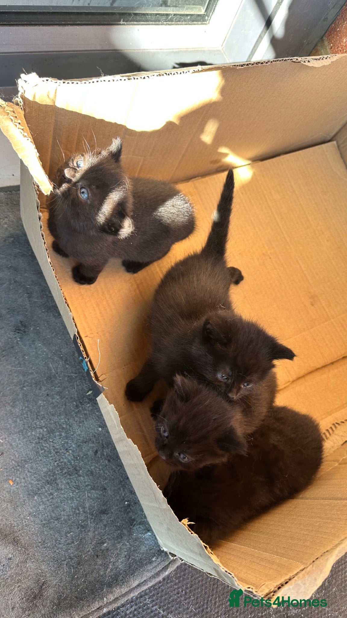 Mixed Breed cats 4 x Black Kittens  - Advert 2