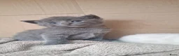 Russian Blue cats for sale: 3 Beautiful kittens ready to go in Lowestoft - Advert 7