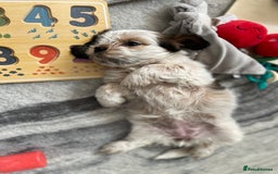 Mixed Breed dogs for sale: 🌟 One Girl left 🌟 Cock-a-Tzu Ready 12/8/25 - Image 22