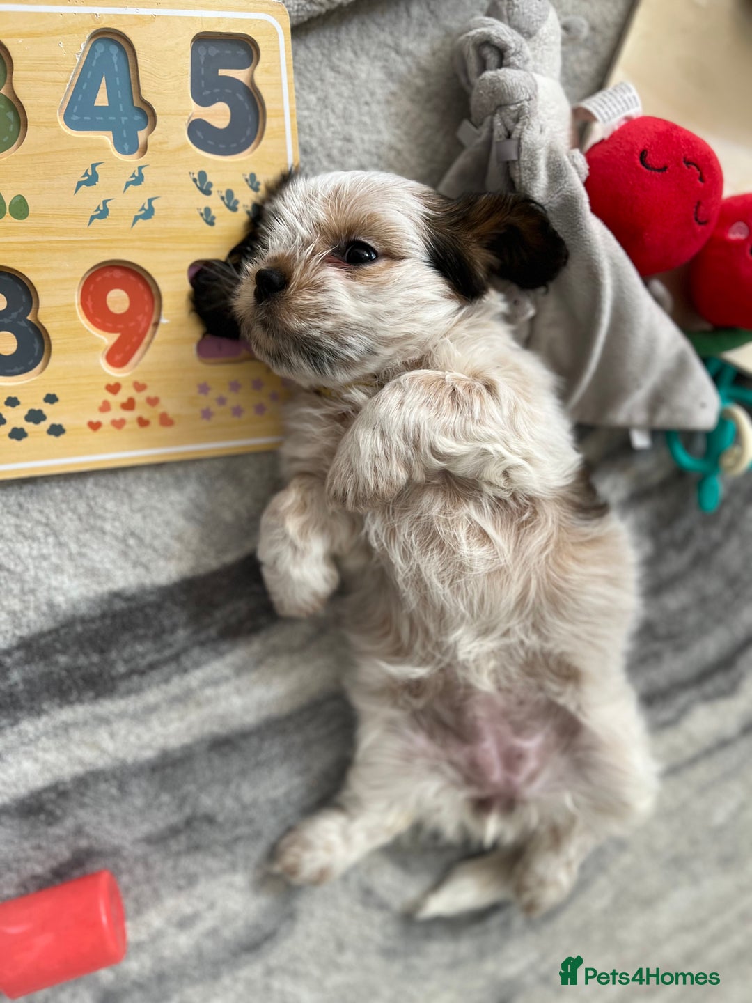 Mixed Breed dogs for sale: 🌟 One Girl left 🌟 Cock-a-Tzu Ready 12/8/25 - Image 22