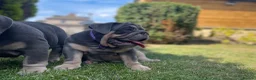 English Bulldog dogs for sale: English bulldogs blue tan fully suited boy & girl - Advert 19