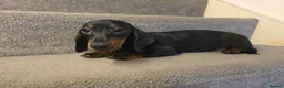 Miniature Dachshund dogs for sale: 3 Beautiful Girl Mini Dachshund - FULL Vaccinated in Manchester - Advert 7